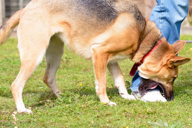 How to Train Your Dog to Stop Chewing Shoes