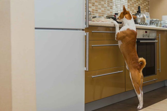 How to Train Your Dog to Stop Counter Surfing