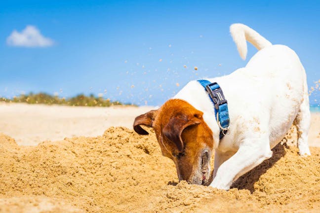 How to Train Your Dog to Stop Digging Holes