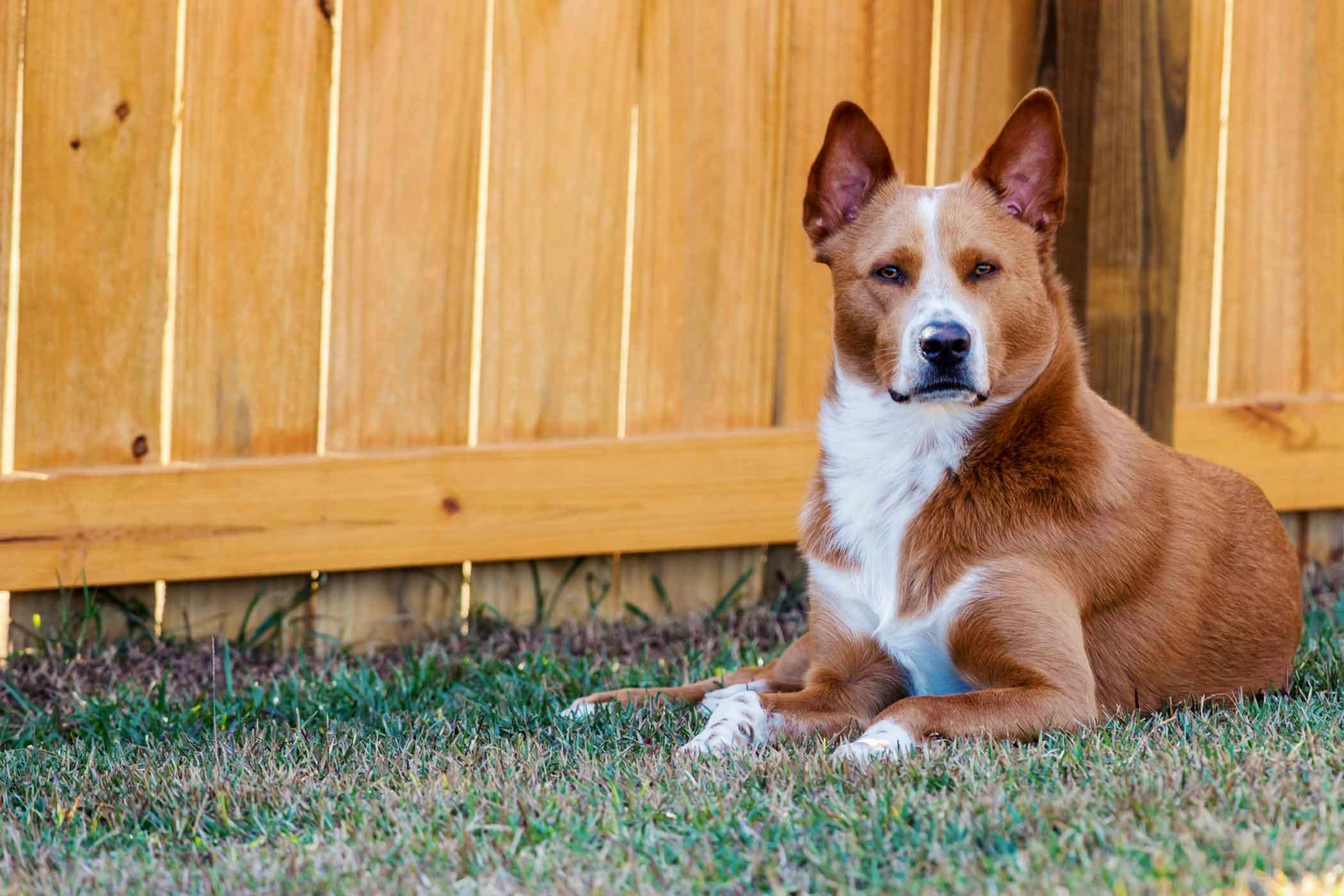 how do you stop a dog from digging under the fence