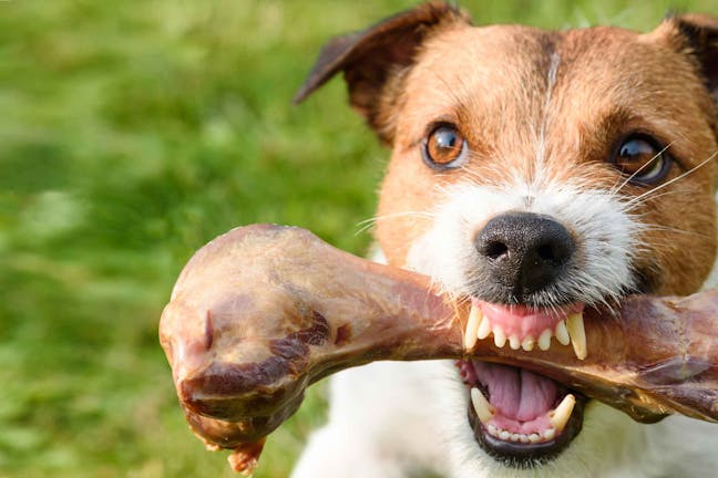 How to Train Your Dog to Stop Food Aggression