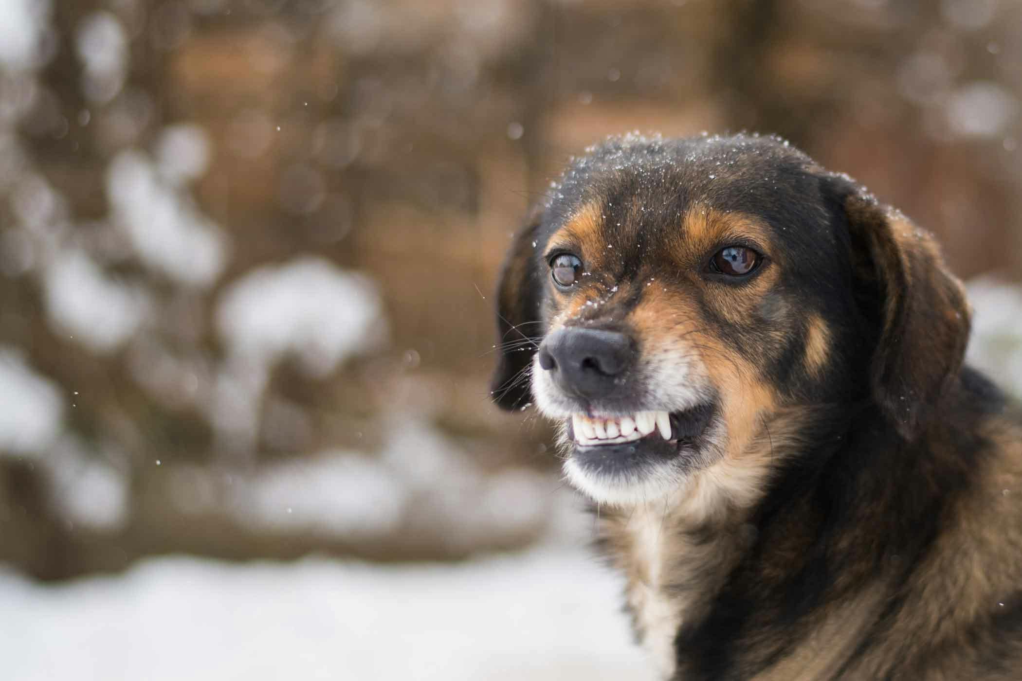 Dog snarls deals at other dogs