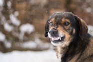 Why Has My Dog Started Snarling At Other Dogs