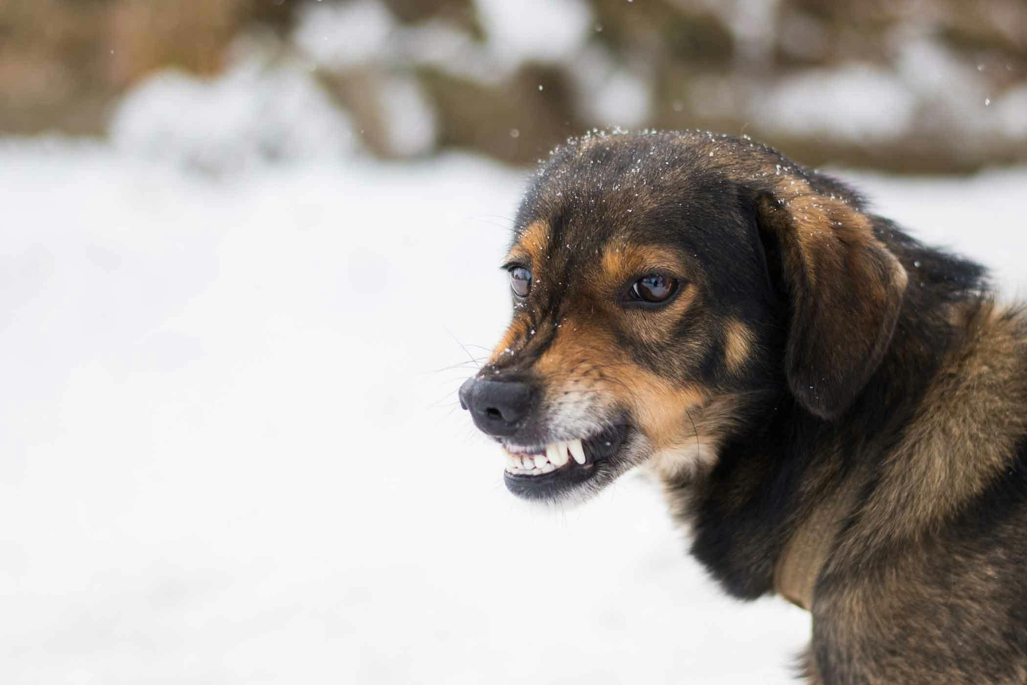 How To Train Your Dog To Stop Growling Wag