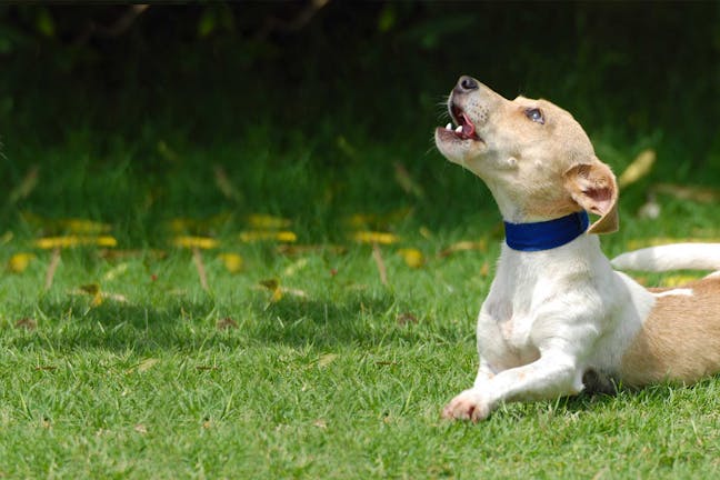 How to Train Your Dog to Stop Howling