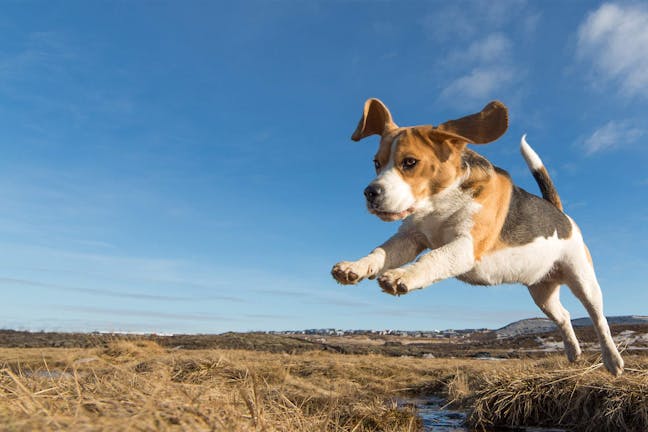 How to Train Your Beagle Dog to Stop Jumping