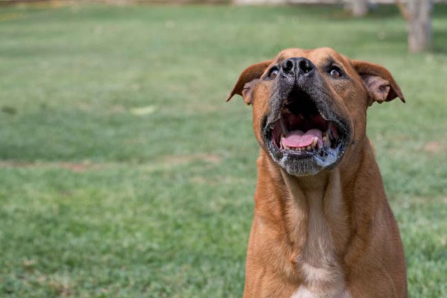 How to Train Your Dog to Stop Nuisance Barking