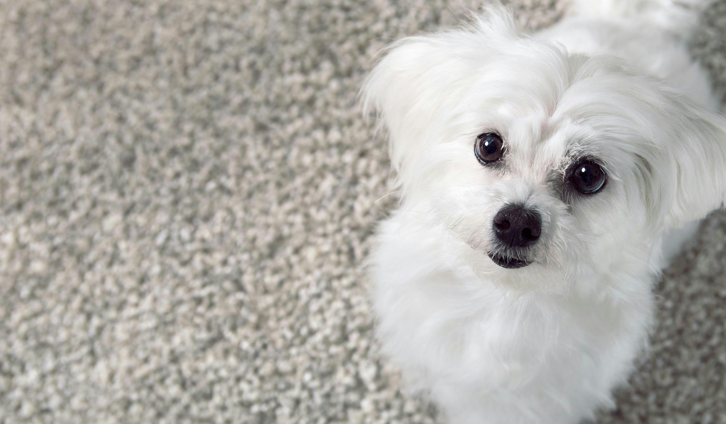 how to keep dog from soiling carpet