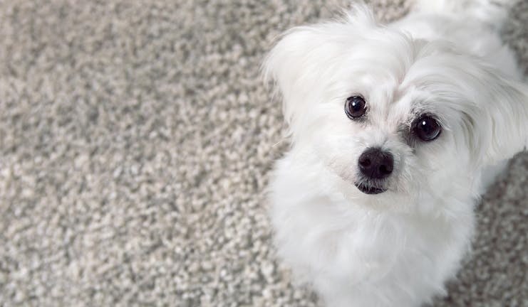 How to Train Your Dog to Stop Peeing on the Carpet