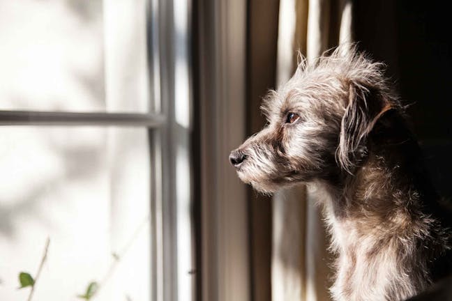 How to Train Your Dog to Stop Separation Anxiety