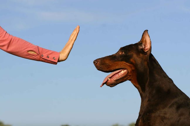How to Train Your Dog to Stop How to Train Your Dog to Stop