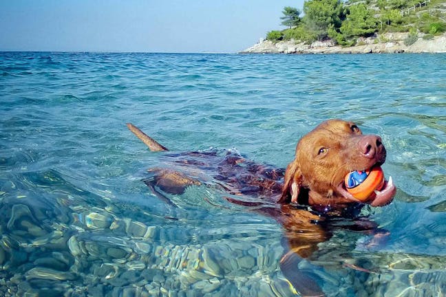 How to Train Your Dog to Swim at the Beach