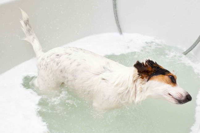 How to Train Your Dog to Swim in a Bathtub