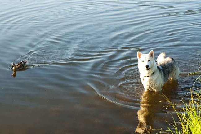 How to Train Your Dog to Swim in a Lake