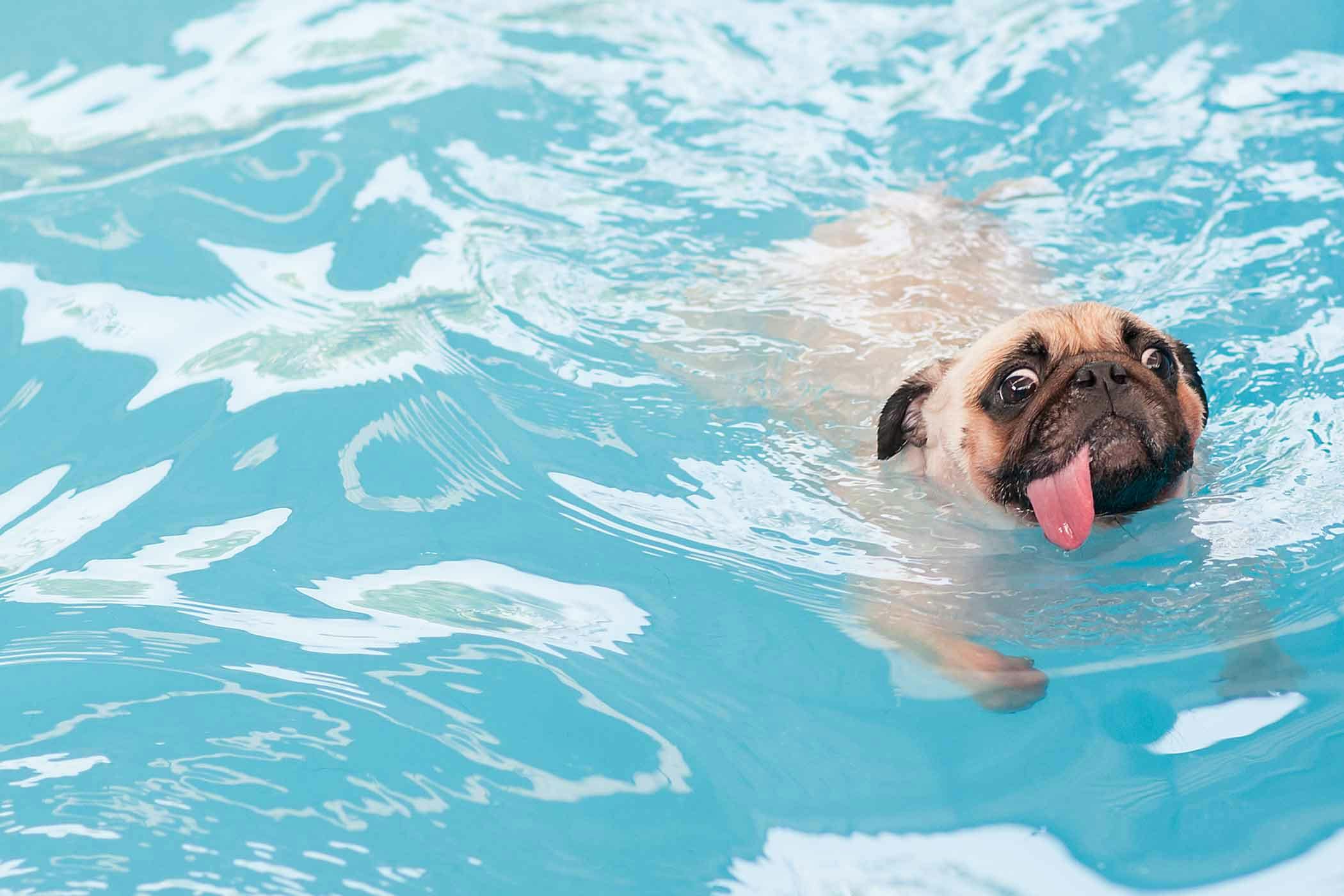 How to Train Your Dog to Swim in a Pool | Wag!