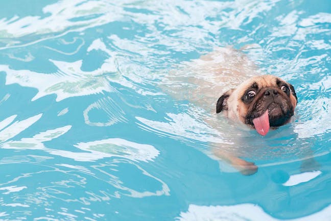 How to Train Your Dog to Swim in a Pool