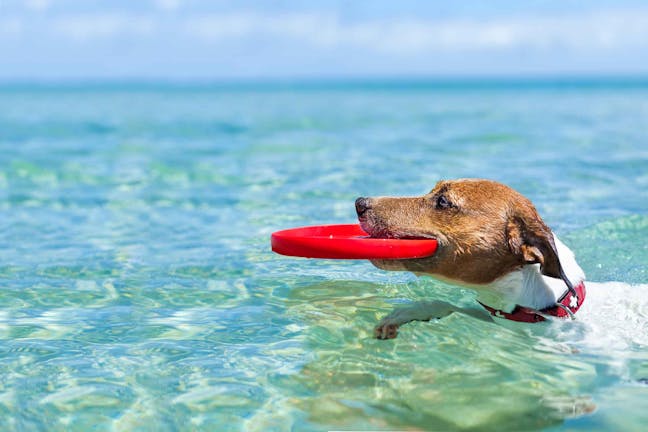 How to Train Your Dog to Swim in the Ocean
