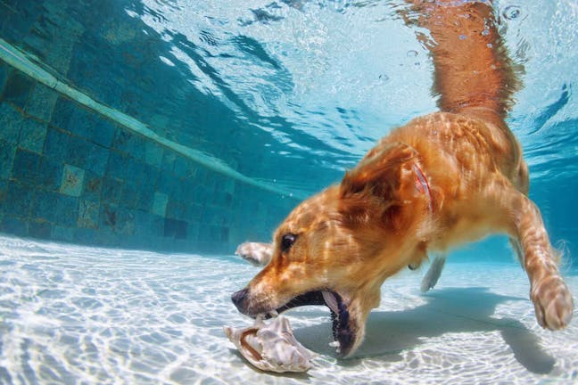 How to Train Your Dog to Swim Underwater