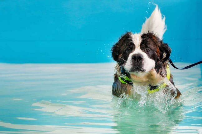 How to Train Your Dog to Swim How to Train Your Dog to Swim