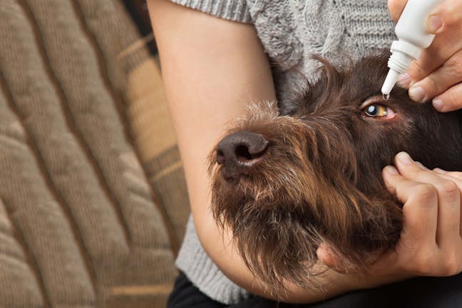 How to Train Your Dog to Take Eye Drops How to Train Your Dog to Take Eye Drops