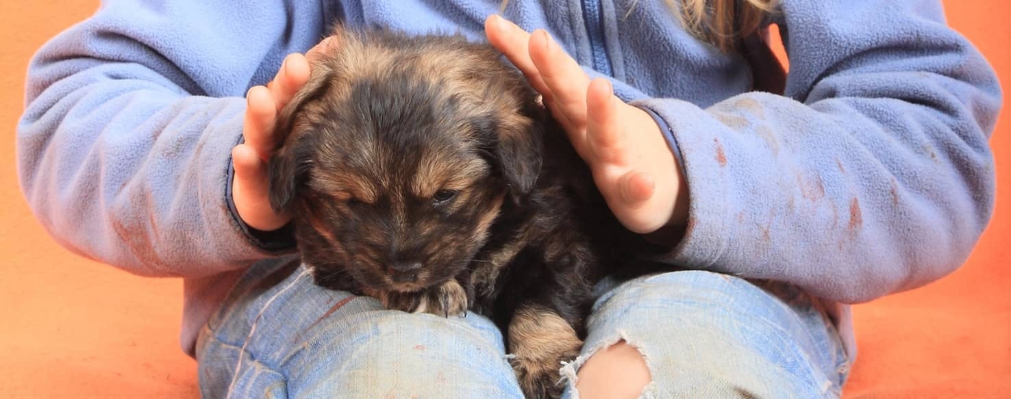 From Behind method for How to Train Your Dog to Take Eye Drops