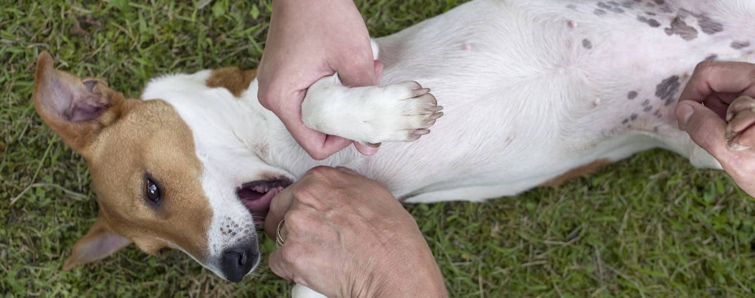 Restraining Your Dog method for How to Train Your Dog to Take Eye Drops