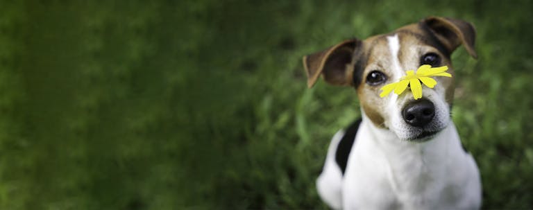 How to Train Your Dog to Tap Objects with His Nose How to Train Your Dog to Tap Objects with His Nose