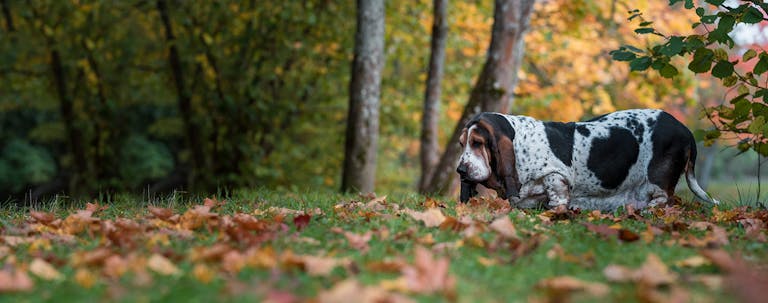 How to How to Train Your Basset Hound to Track
