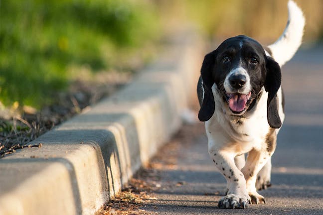 How to Train Your Basset Hound Dog to Track Deer