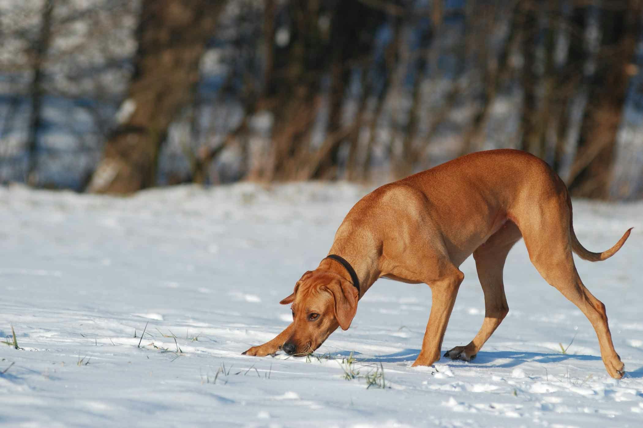 How to Train Your Dog to Track Humans Wag