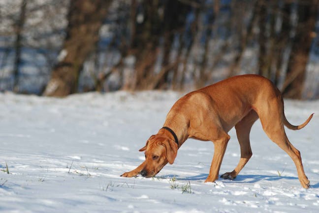 How to Train Your Dog to Track Humans