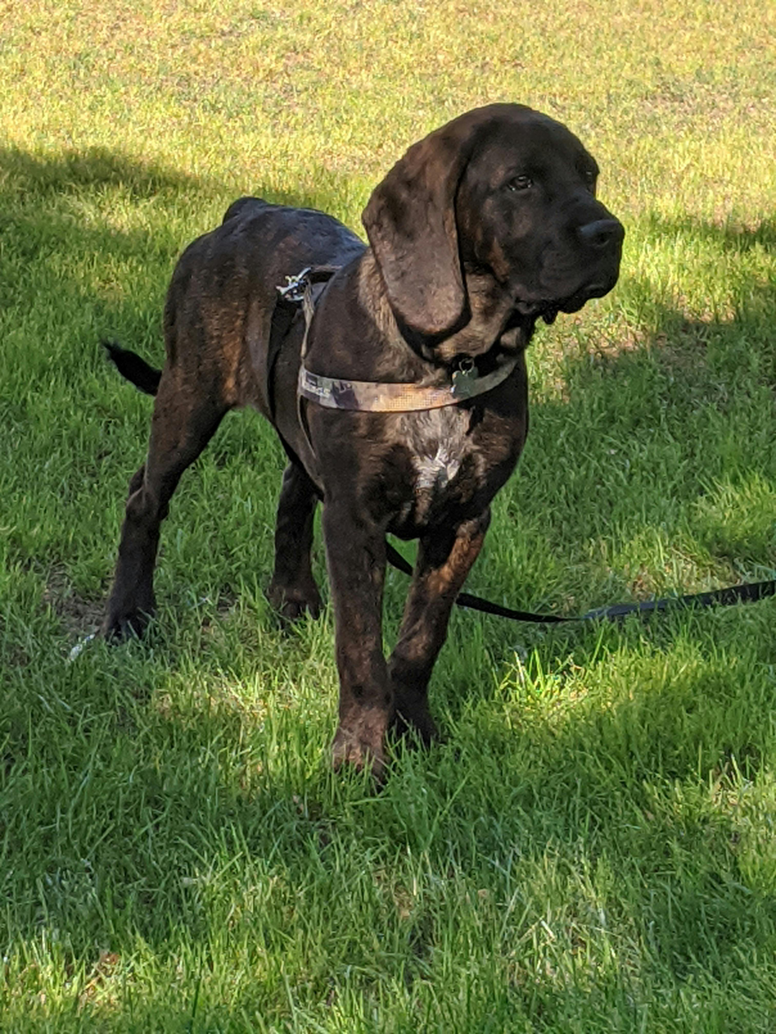 How To Train A Dog To Track A Person