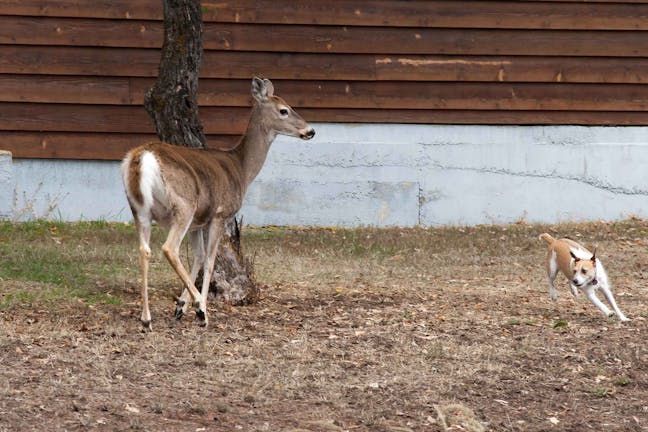 How to Train Your Dog to Track Wounded Deer