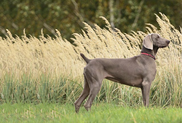 How to Train Your Coon Dog to Track