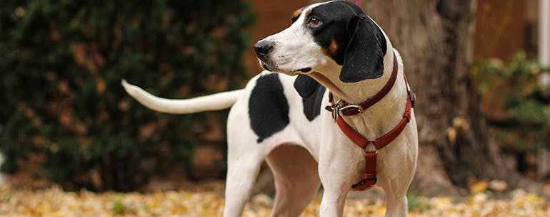 Artificial Scent method for How to Train Your Coon Dog to Track