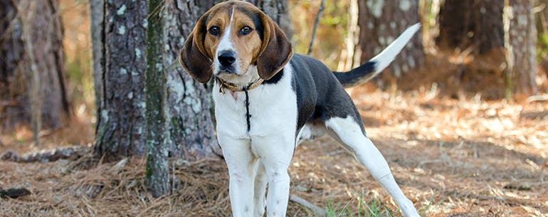 Buddy Hunting method for How to Train Your Coon Dog to Track