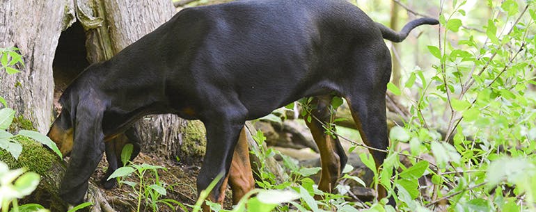 Raccoon Pelt method for How to Train Your Coon Dog to Track