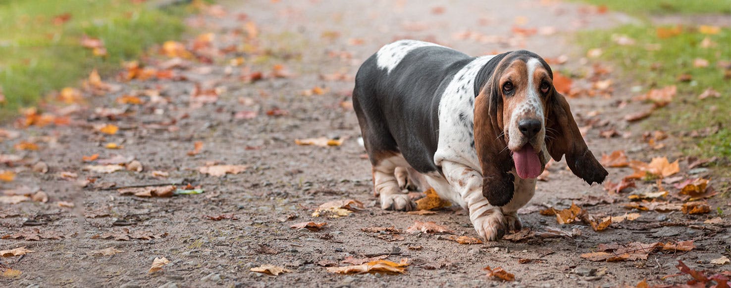 How to Train a Basset Hound to Not Bark How To Train A Basset Hound Not To Bark