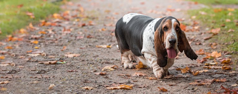 How to Train a Basset Hound to Not Bark