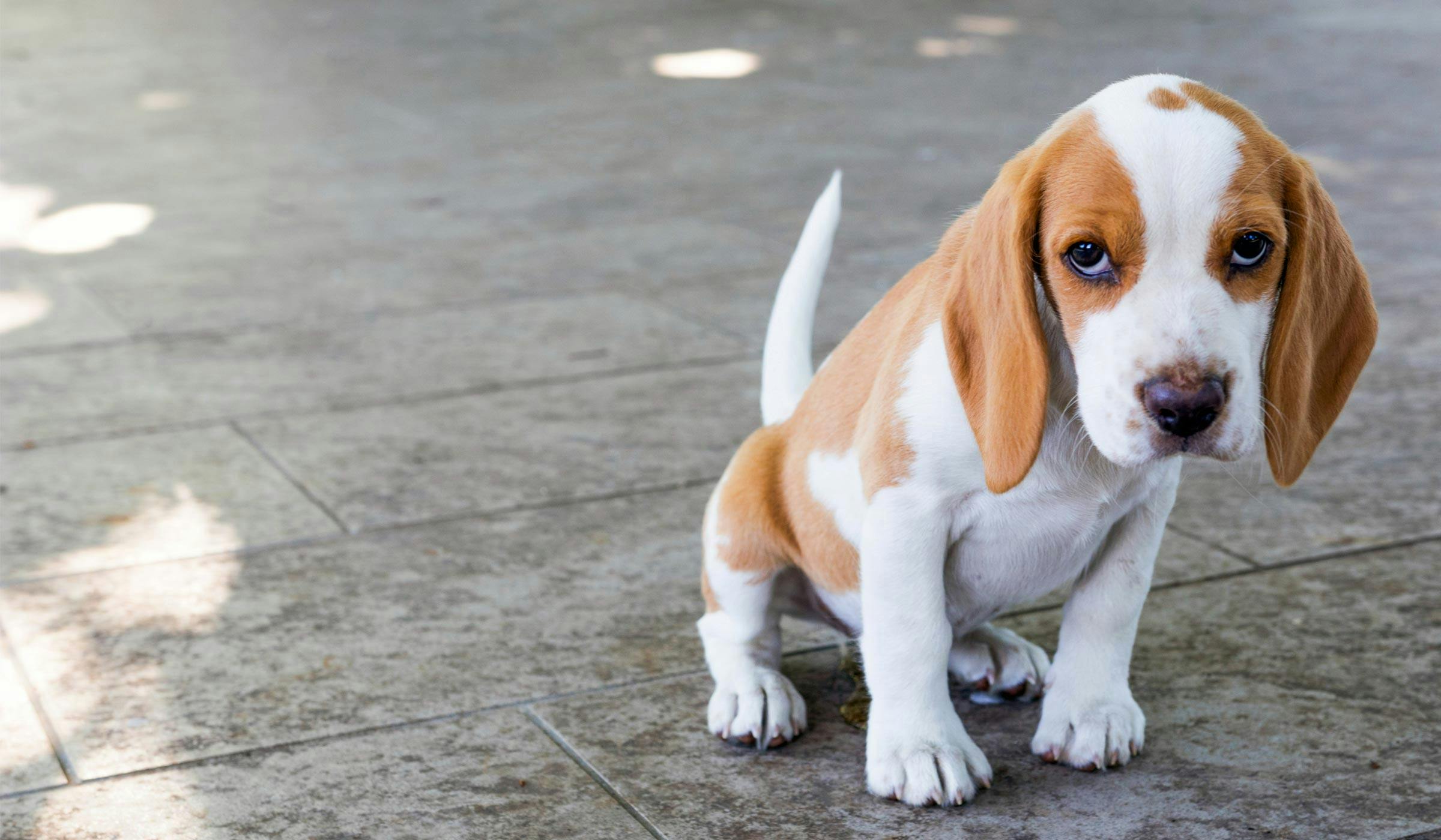 How to Train a Beagle Puppy to Come