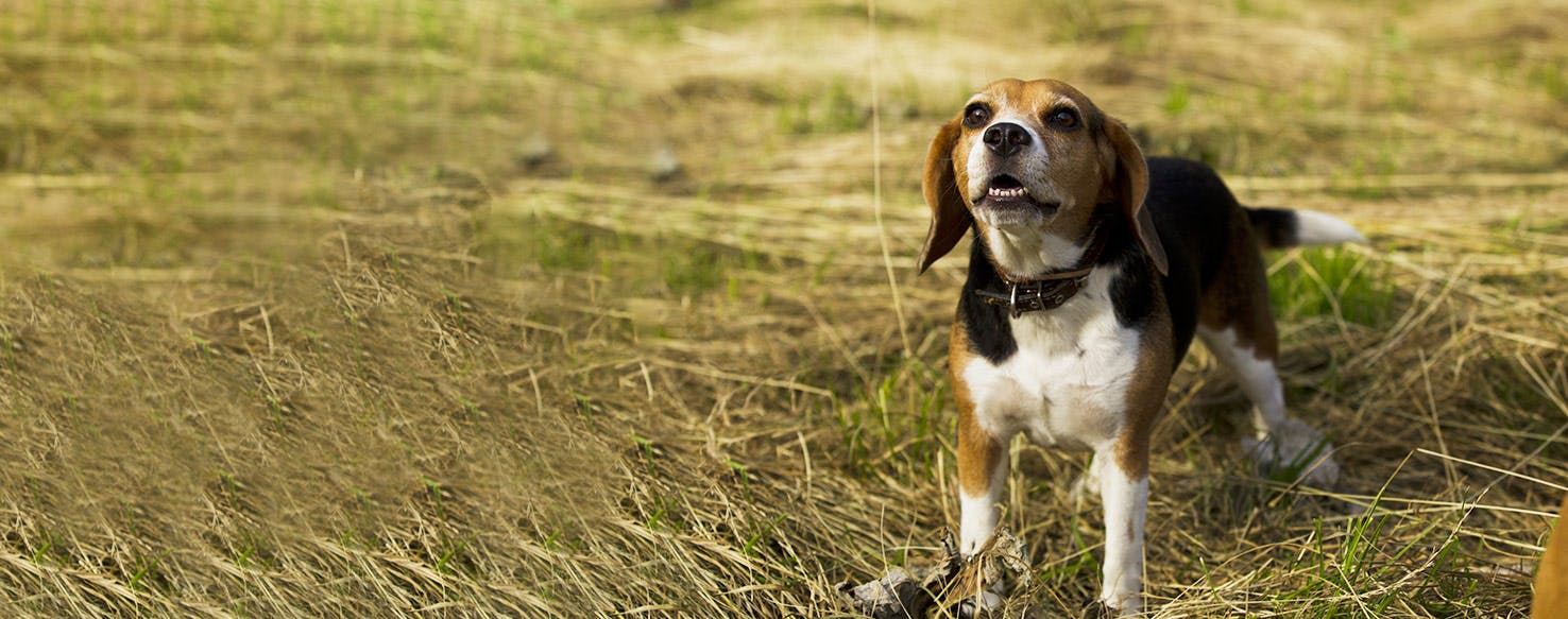 How to Train a Beagle Puppy to Howl Wag!