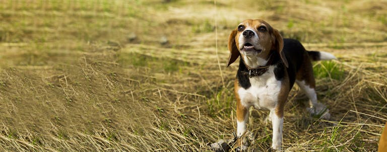 How to Train a Beagle Puppy to Howl