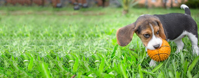How to Train a Beagle Puppy to Hunt Rabbits