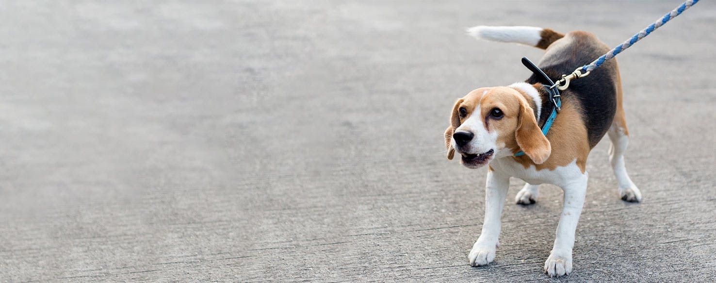 how to train a beagle not to bark