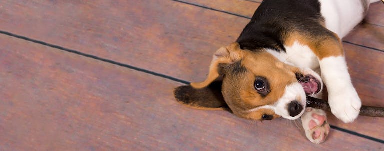 How to Train a Beagle Puppy to Not Bite