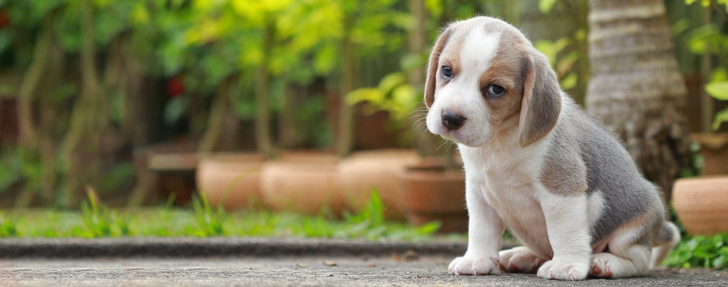 Potty training 2024 a beagle puppy