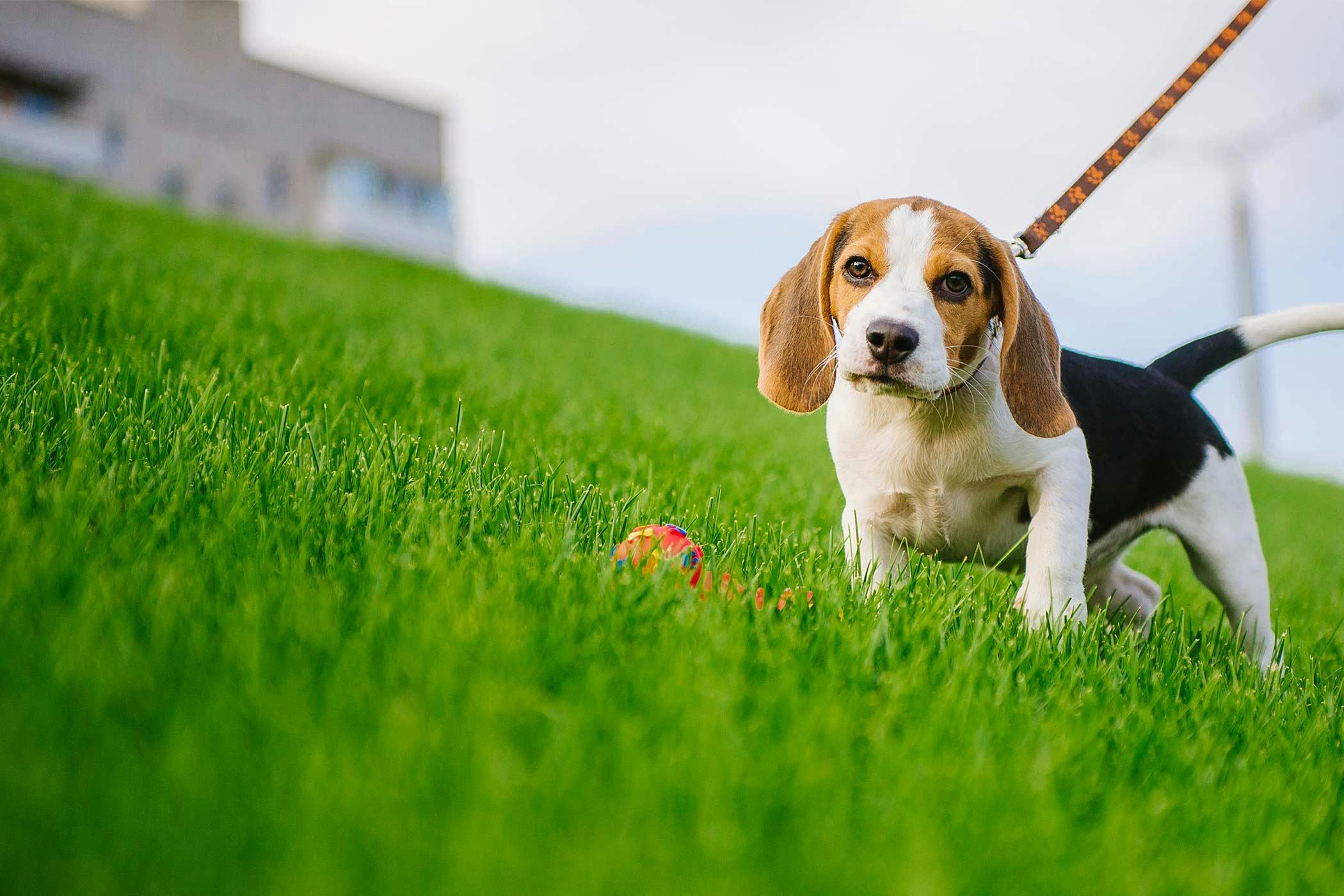 How to Train a Beagle Puppy to Walk on a Leash Wag!