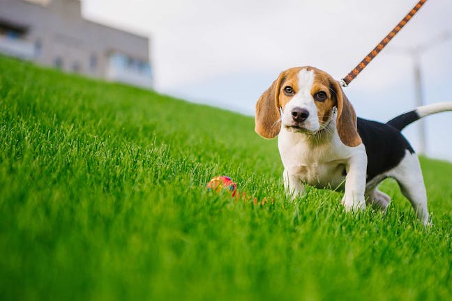 How to Train a Beagle Puppy to Walk on a Leash