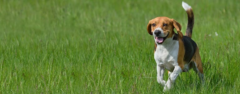 How to Train a Beagle to Come When Called