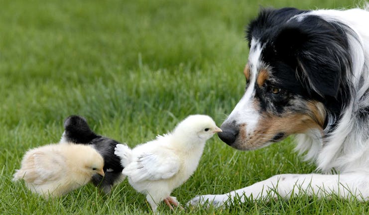 How to Train a Border Collie to Herd Chickens